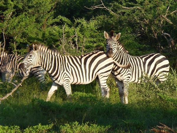 Luxury Zimbabwe holiday