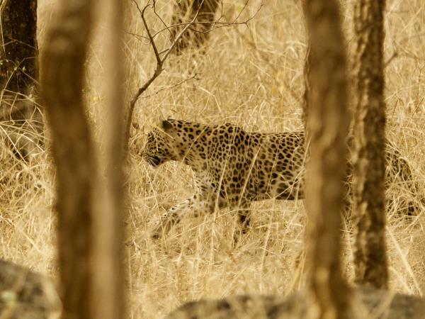 West-central India wildlife holiday