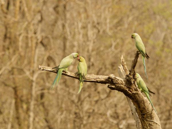 West-central India wildlife holiday