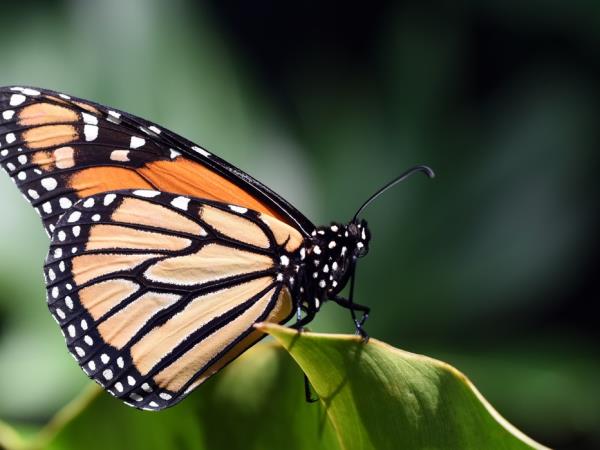 Monarch butterfly tour in Mexico
