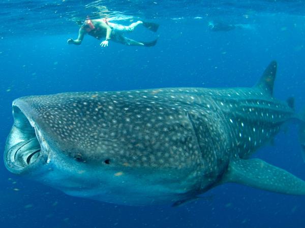 Cancun whale shark holiday, Mexico