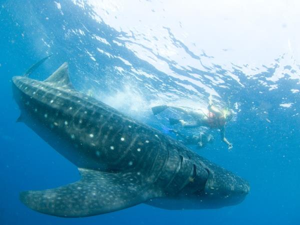 Cancun whale shark holiday, Mexico