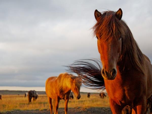 Horse riding holiday in Iceland, 5 days