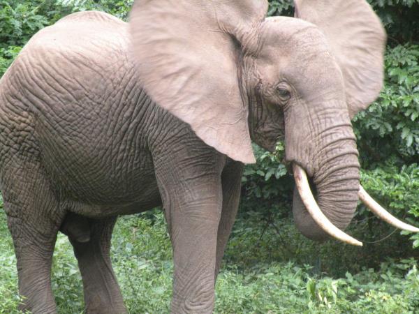 Tanzania safaris, northern circuit