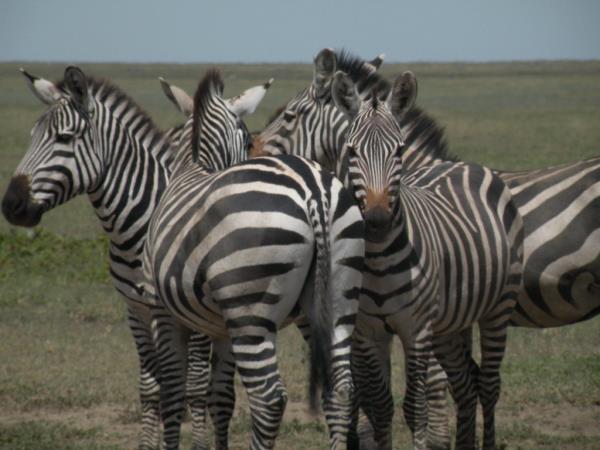 Tanzania safaris, northern circuit