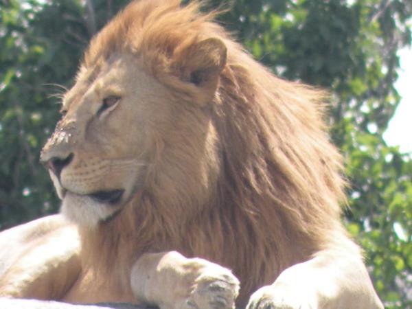 Tanzania safaris, northern circuit