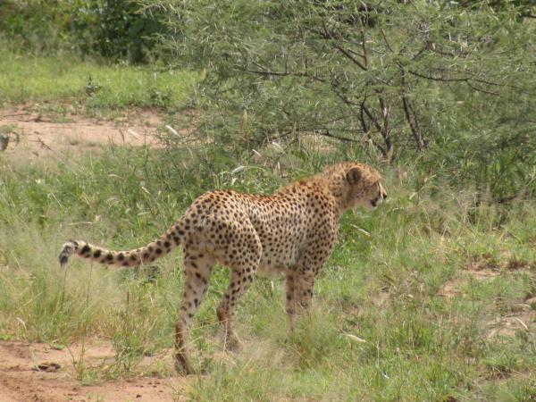 Tanzania safaris, northern circuit