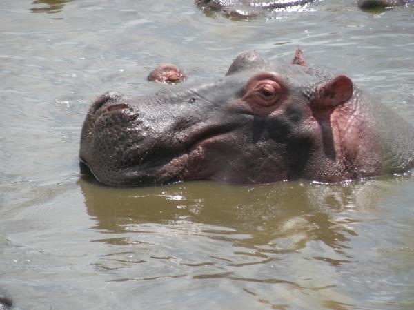 Tanzania safaris, northern circuit
