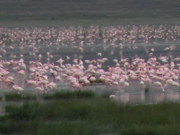 Tanzania safaris, northern circuit