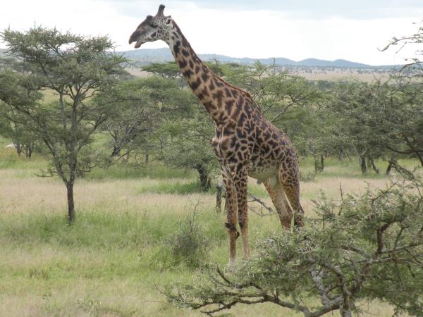 Tanzania safaris, northern circuit