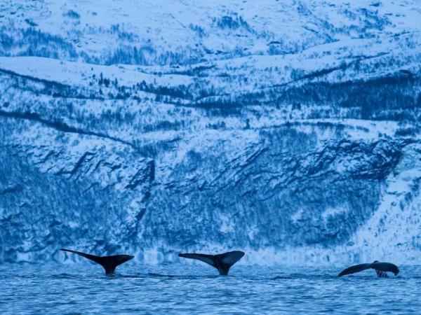 North Norway cruise, Aurora Boreali, whales & ice hotel