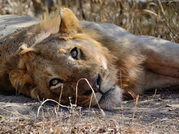 South Africa luxury family safari