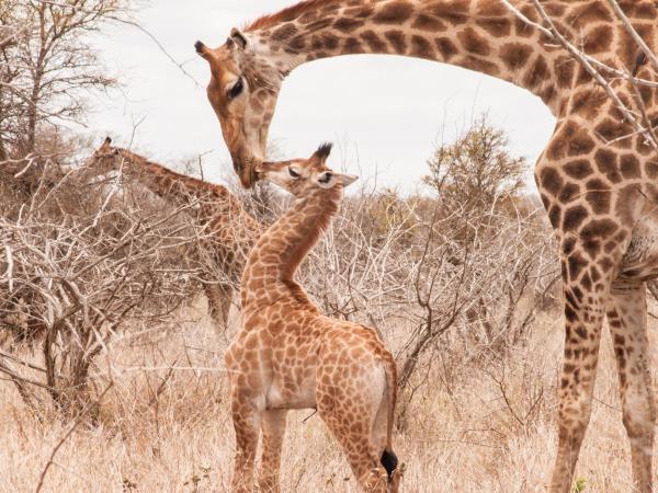 Kruger family safari, South Africa