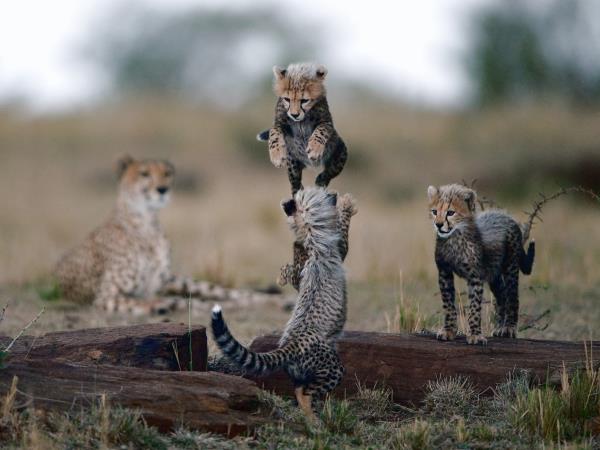 Kruger family safari, South Africa