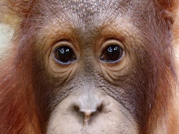 Borneo small group adventure holiday