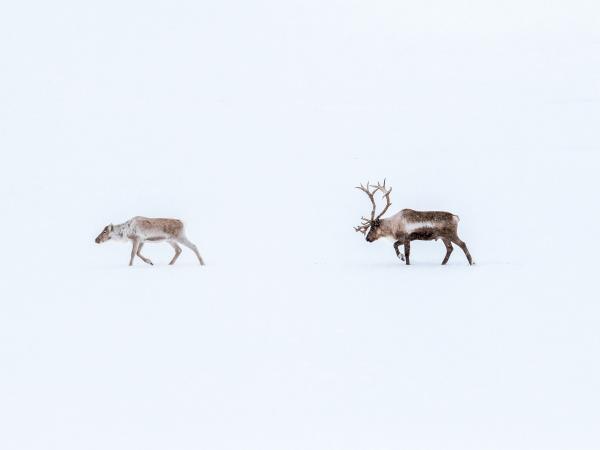 Northern Lights and wildlife holiday in Swedish Lapland
