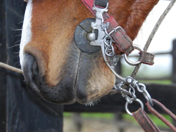 Colombia horse riding holiday