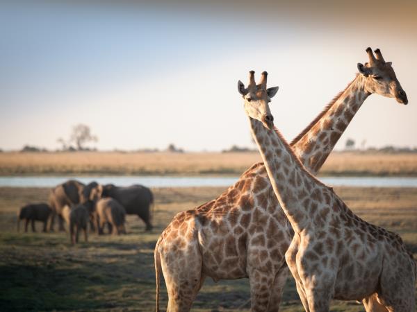 Botswana family safari holiday