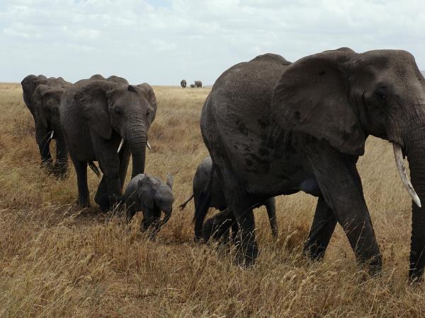 Botswana family safari holiday