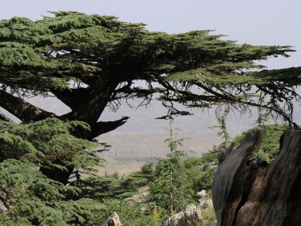 Lebanon group tours, vineyards and valleys