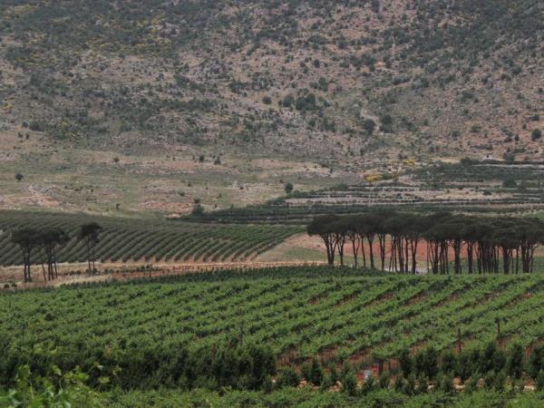 Lebanon group tours, vineyards and valleys