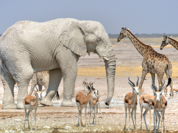 Namibia small group safari