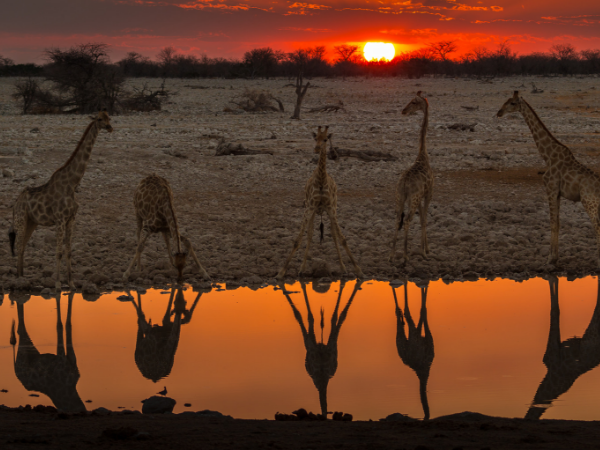 Namibia small group safari