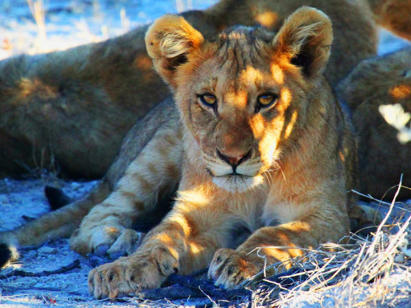 Namibia small group safari