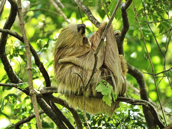 Yoga wellness holiday in Nicaragua
