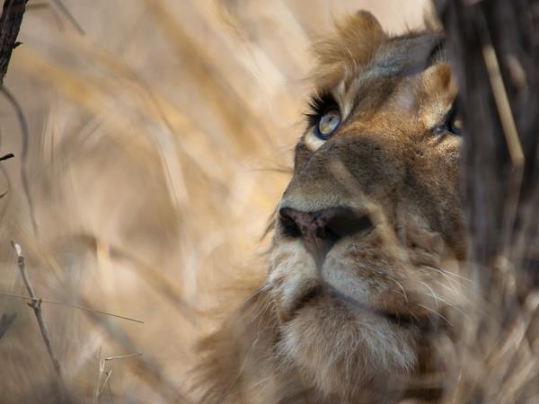 South Africa family holiday, Cape Town and safari