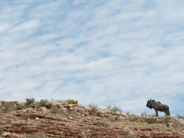 South Africa family holiday, Cape Town and safari