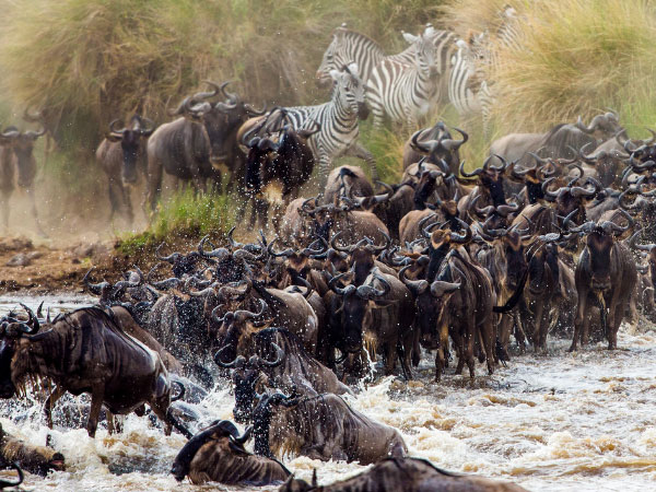 Kenya and Tanzania migration safari with Zanzibar
