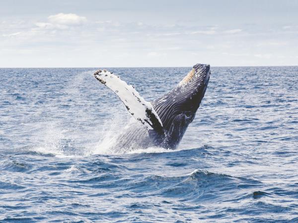 Classic South Africa holiday, Garden Route