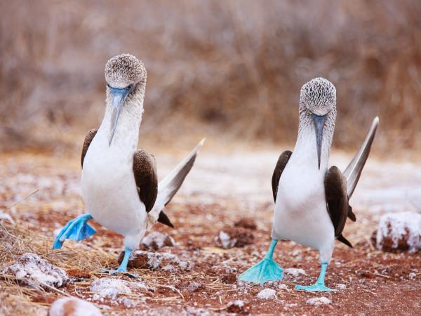 Machu Picchu and Galapagos holiday