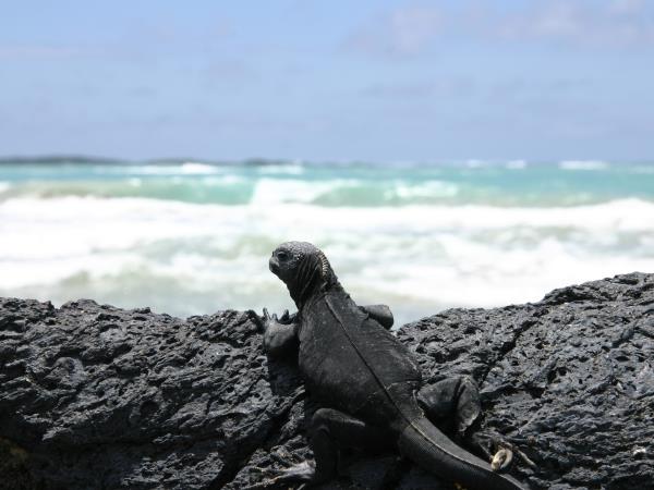 Machu Picchu and Galapagos holiday