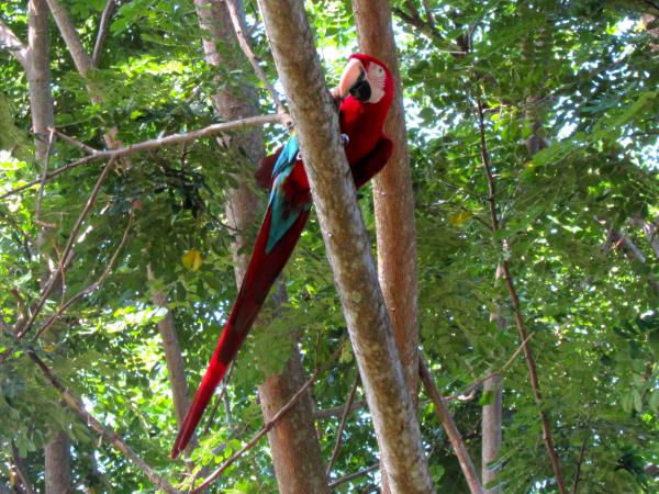 Borneo birdwatching tour