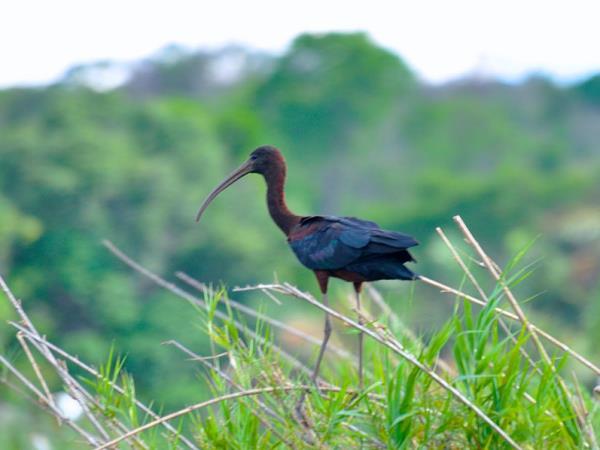 Madagascar birds and wildlife holiday