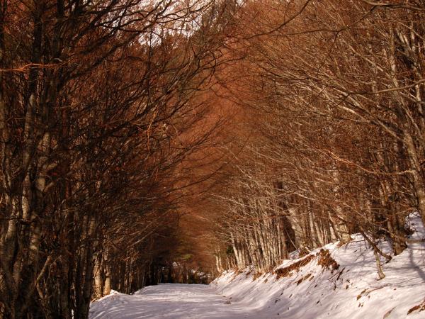 Guided snowshoeing holiday in the Pyrenees