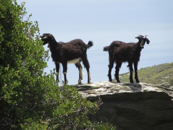 Andros trail walking holiday in Greece