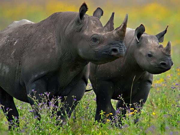 Serengeti migration safari in Tanzania