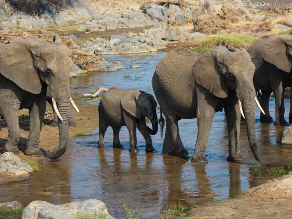 Serengeti migration safari in Tanzania
