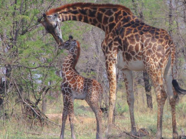 Serengeti migration safari in Tanzania