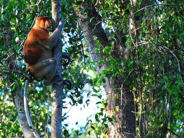 Sarawak cultural tour in Borneo