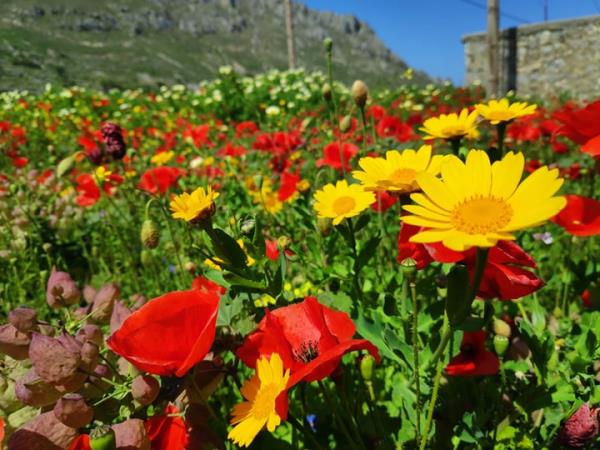 Walking and botanical holiday on Karpathos Island, Greece