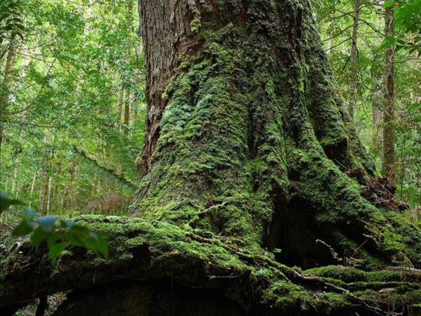 Cradle Mountain walking holiday in Tasmania, self guided