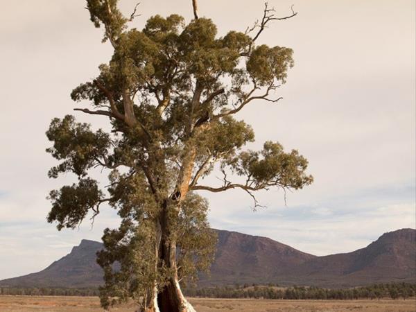 Flinders Ranges self guided walking holiday, Australia
