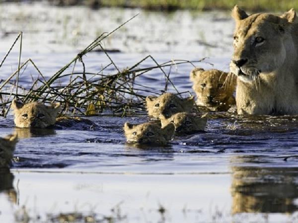 Botswana luxury family safari