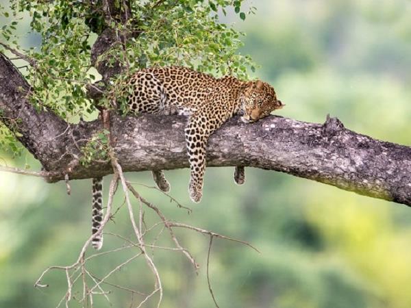 Botswana luxury family safari