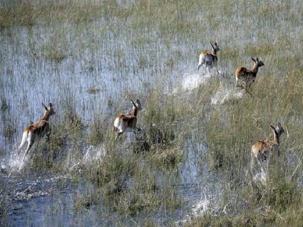 Botswana luxury family safari