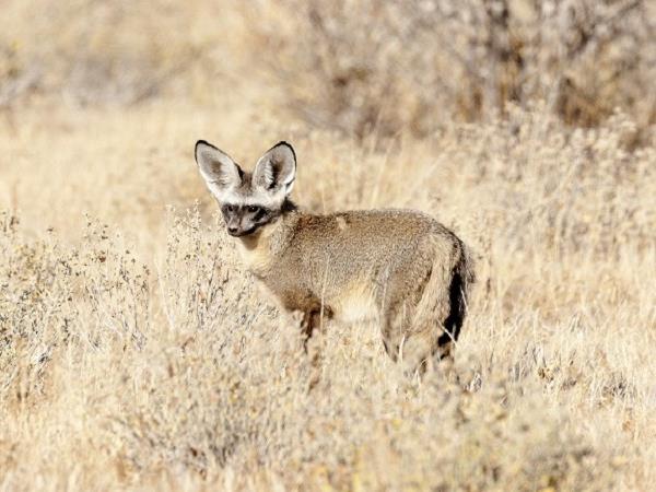 Botswana off beaten track holiday